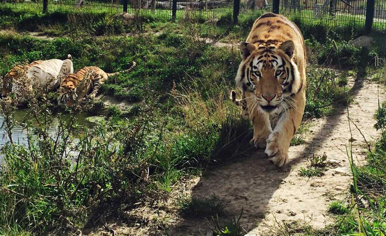 Zoopark ZOOPARK-Direktør: Derfor begravede vi døde dyr - Næstved Netavis